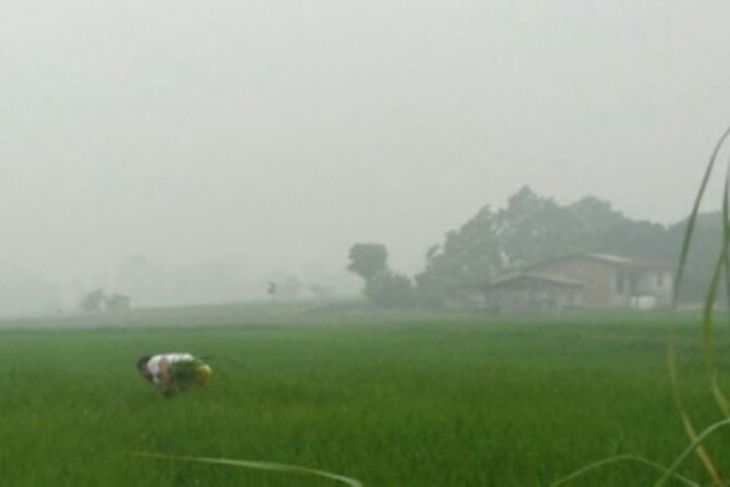 Realisasi tanam padi di Samoair 80 persen