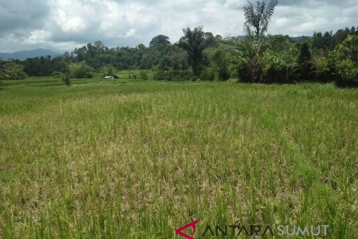 Hasil panen petani Sipirok menurun akibat tikus