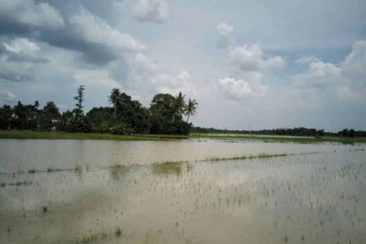 118 hektare tanaman padi terendam banjir