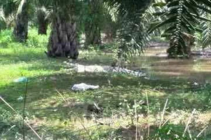 Penampakan Buaya Putih di Desa Muara Pertemuan