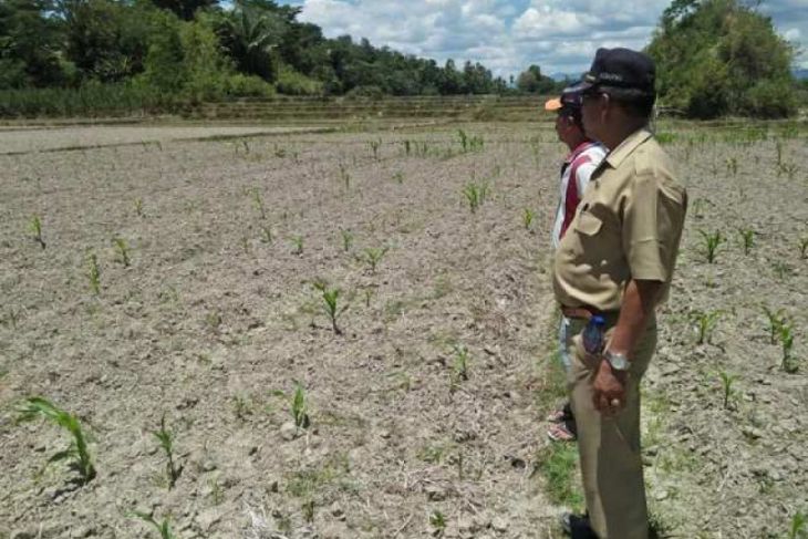 Dinas Pertanian Samosir klarifikasi kasus bibit rusak