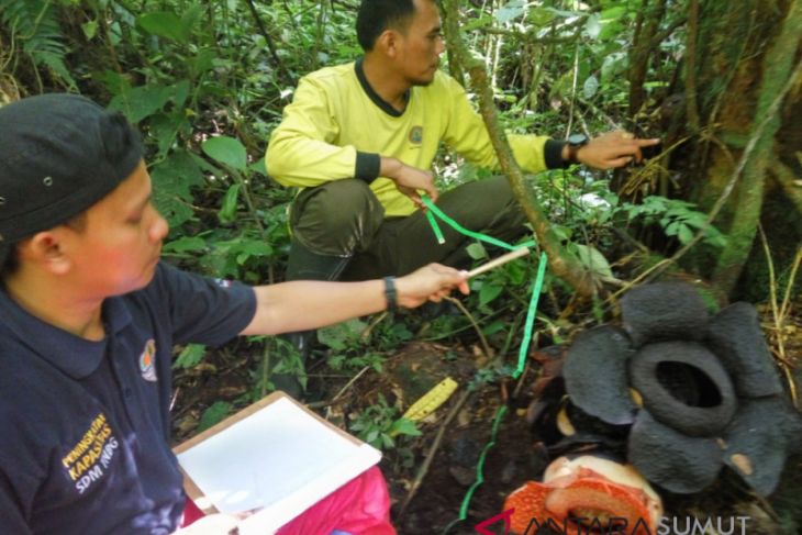 Bunga Rafflesia tumbuh di Taman Nasional Batang Gadis