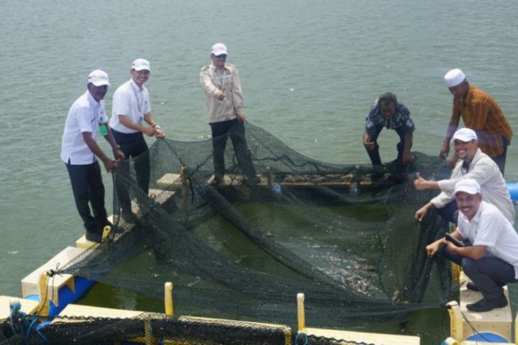 Nelayan Pulau Sembilan dapat bantuan bibit ikan kerapu