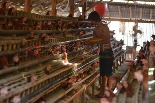 Jember Datangkan Pasokan Telur Ayam dari Blitar - ANTARA 