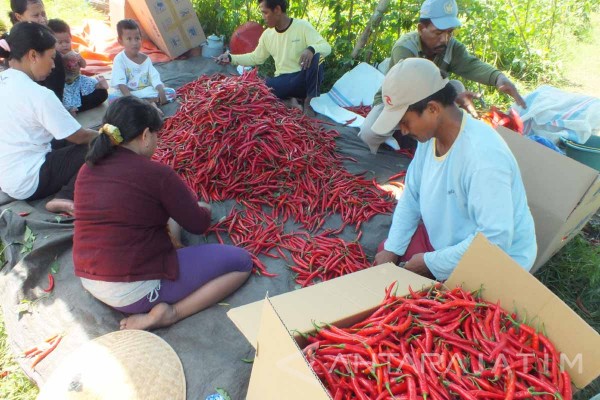 Petani Jember Merugi Saat Harga Cabai Mahal ANTARA News 