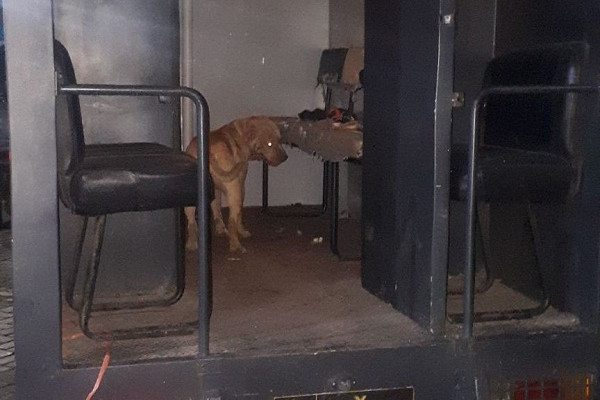 Pemilik Anjing Pitbull Ditahan
