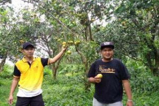 Kolaborasi Agribisnis-Wisata