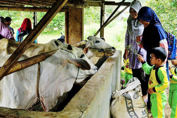 Daya Tarik Wisata Baru Banyumas Bernama Agrowisata Bulak Barokah