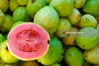 Ternyata BUMDes Mampu Dongkrak Pendapatan Petani