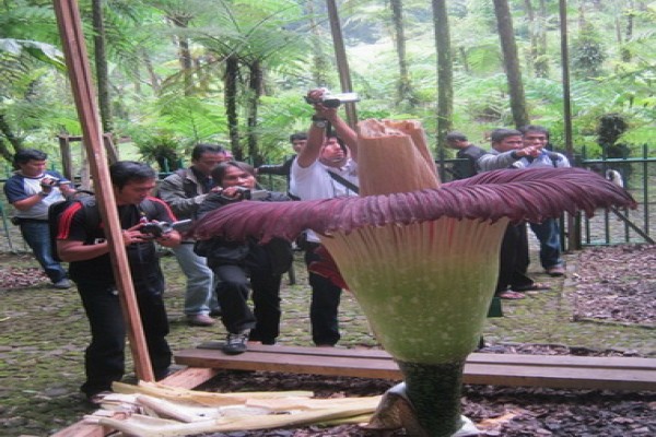 Bunga Bangkai Segera Mekar di Kebun Raya Bogor