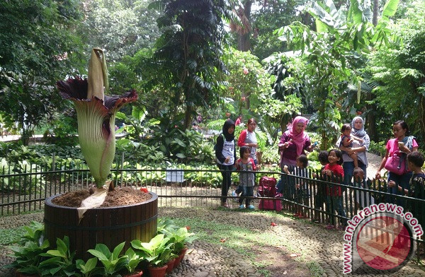  Bunga  Bangkai  Dalam Pot di  Kebun  Raya  Bogor  Mekar ANTARA 