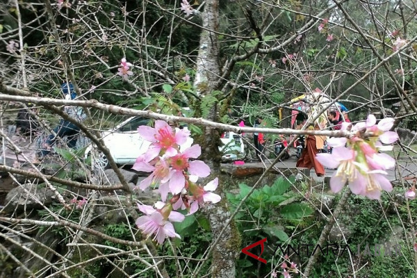 Bunga Sakura mekar di Kebun Raya Cibodas
