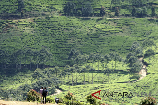 Pengunjung wisata Puncak-Cipanas merosot