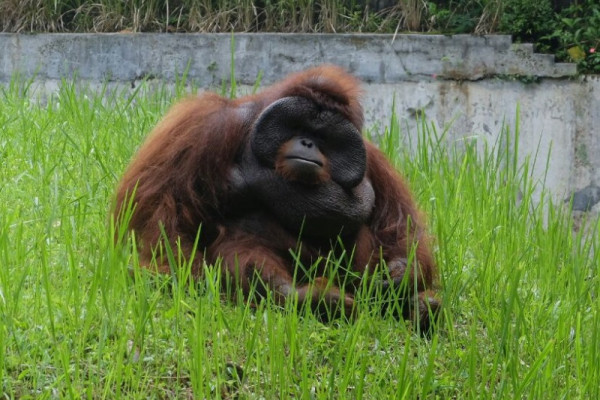 Pemberi rokok ke orang utan mengaku menyesal