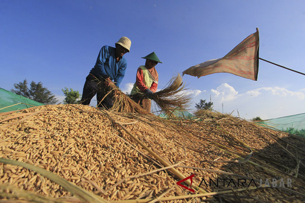 Indramayu dorong petani bisa berkoperasi