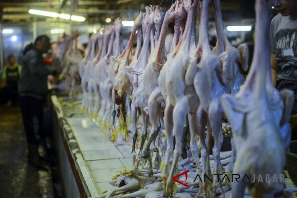 300.000 daging ayam beku disiapkan Pemkot Bandung