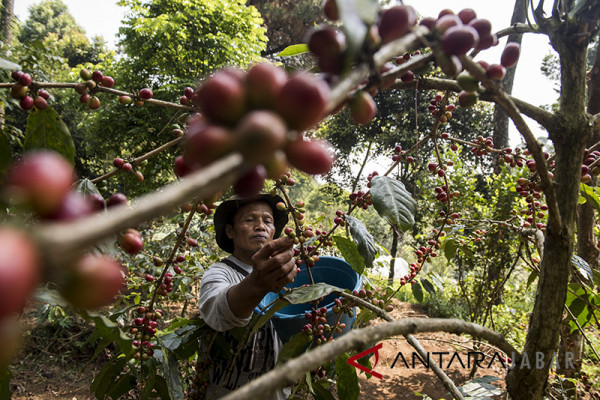 Pemkab Garut minta hotel promosikan kopi lokal