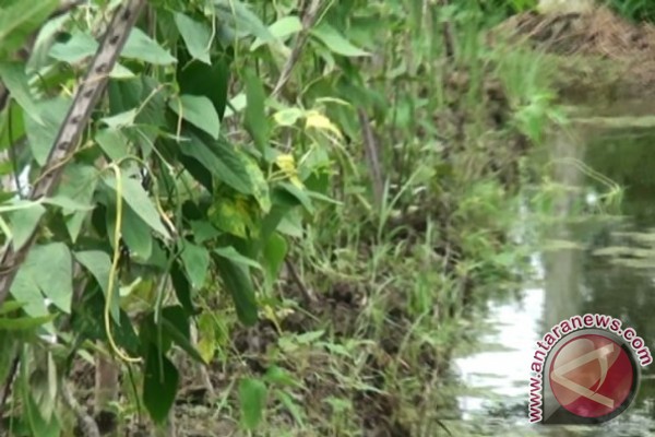 Petani Kalbar Berkebun Sayur Pekarangan Tanpa Membakar