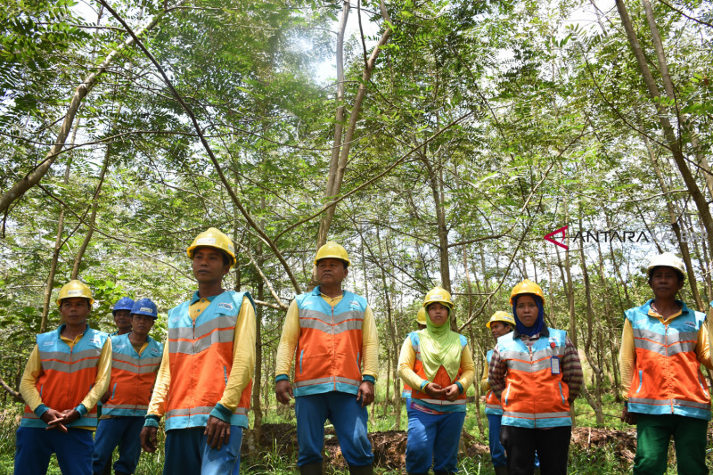 Hutan Reklamasi UBP Bauksit