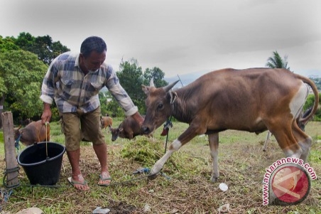 Harga Hewan Qurban Terus Naik - ANTARA News Kalimantan Selatan