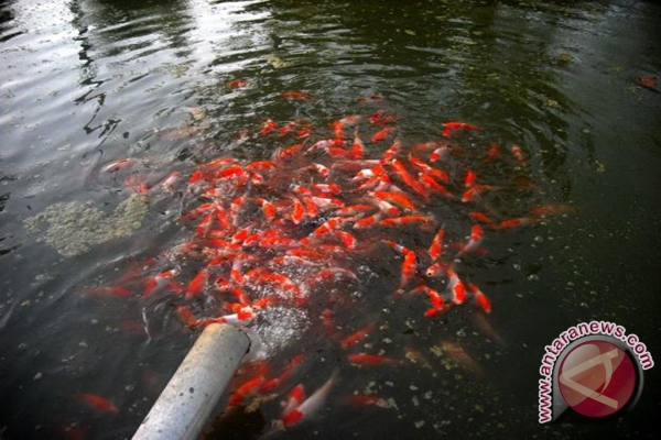 banjarbaru pembibitan ikan koi antara news kalimantan banjarbaru pembibitan ikan koi antara news kalimantan