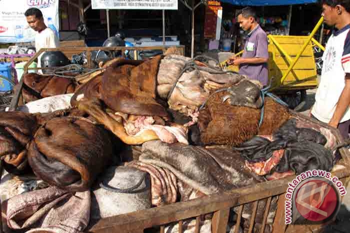 Kotabaru Kembangkan Kerajinan  Kulit  Sapi  ANTARA News 