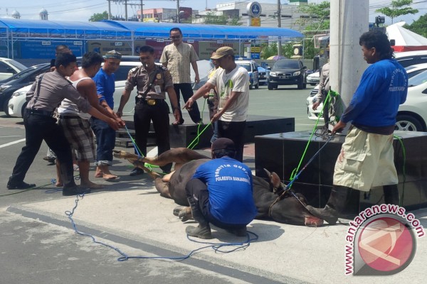 Sapi Kurban Ngamuk Di Polresta Banjarmasin - ANTARA News 