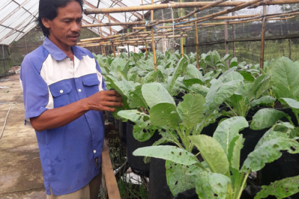 Tungkaran, hydroponic pilot village