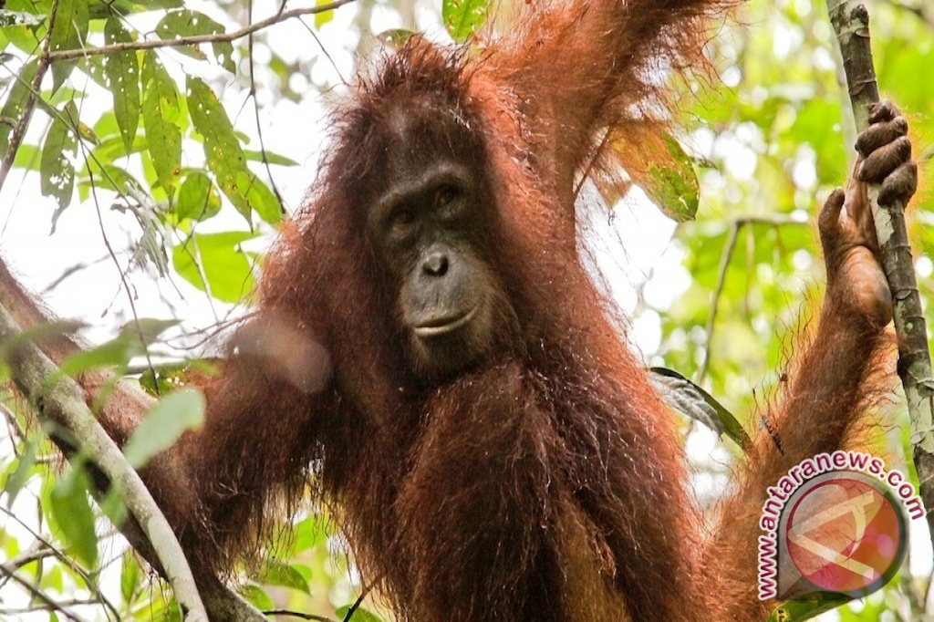 Ahli: Lima Isu Hambat Populasi Orangutan