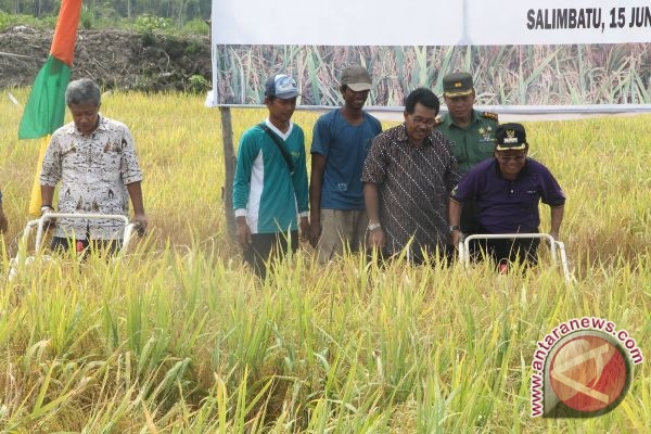 PT NAM Buktikan Food Estate Jalan Terus - ANTARA News 