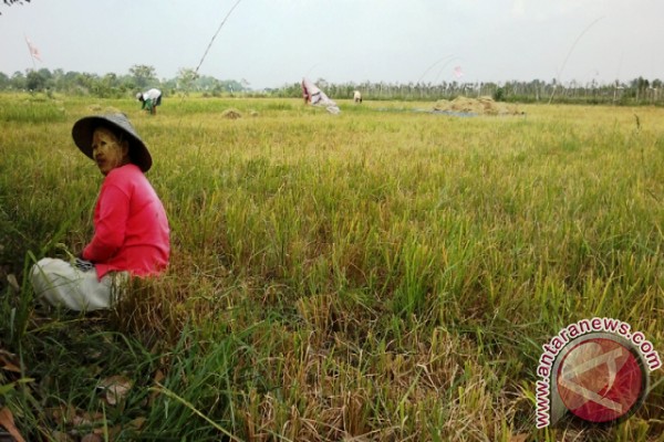 Ratusan Hektare Sawah Penajam Terancam Gagal Panen