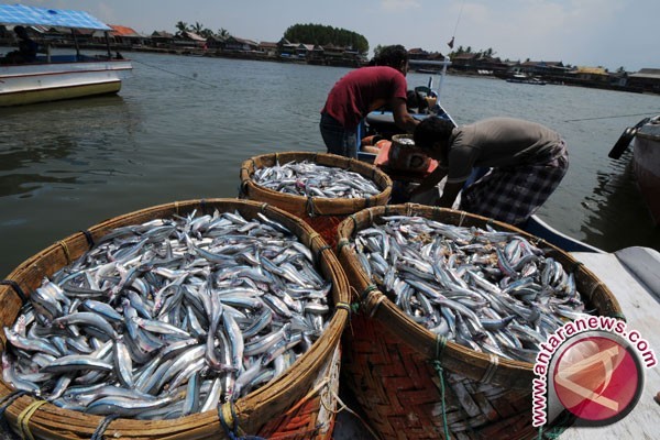 Harga Ikan Laut di Penajam Melonjak