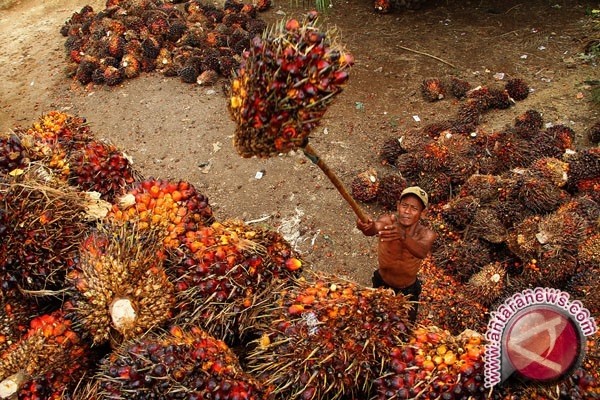 Harga TBS sawit Kaltim turun Rp40,03/kg