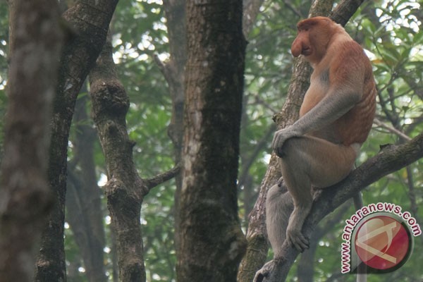 Habitat Bekantan di Kutai Kartanegara semakin Terdesak