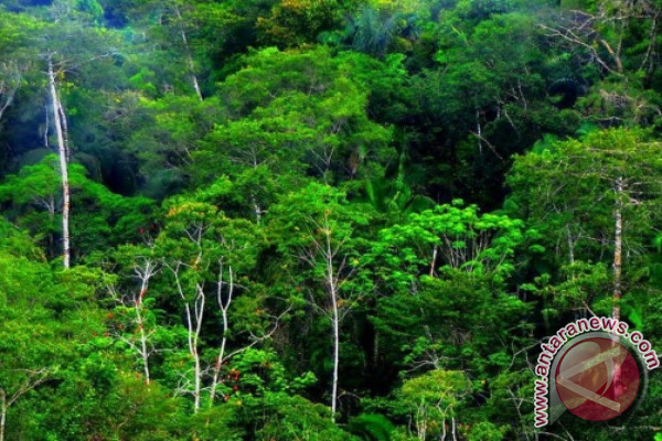 Norwegia Komitmen Kucurkan Dana Selamatkan Hutan Tropis