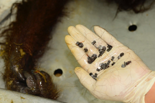 Authority extracts 48 bullets from dead Orangutan`s body