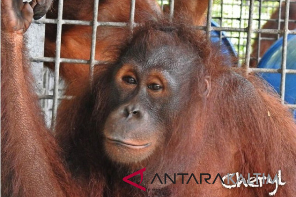 Lima orangutan dilepasliarkan di hutan Kutai Timur
