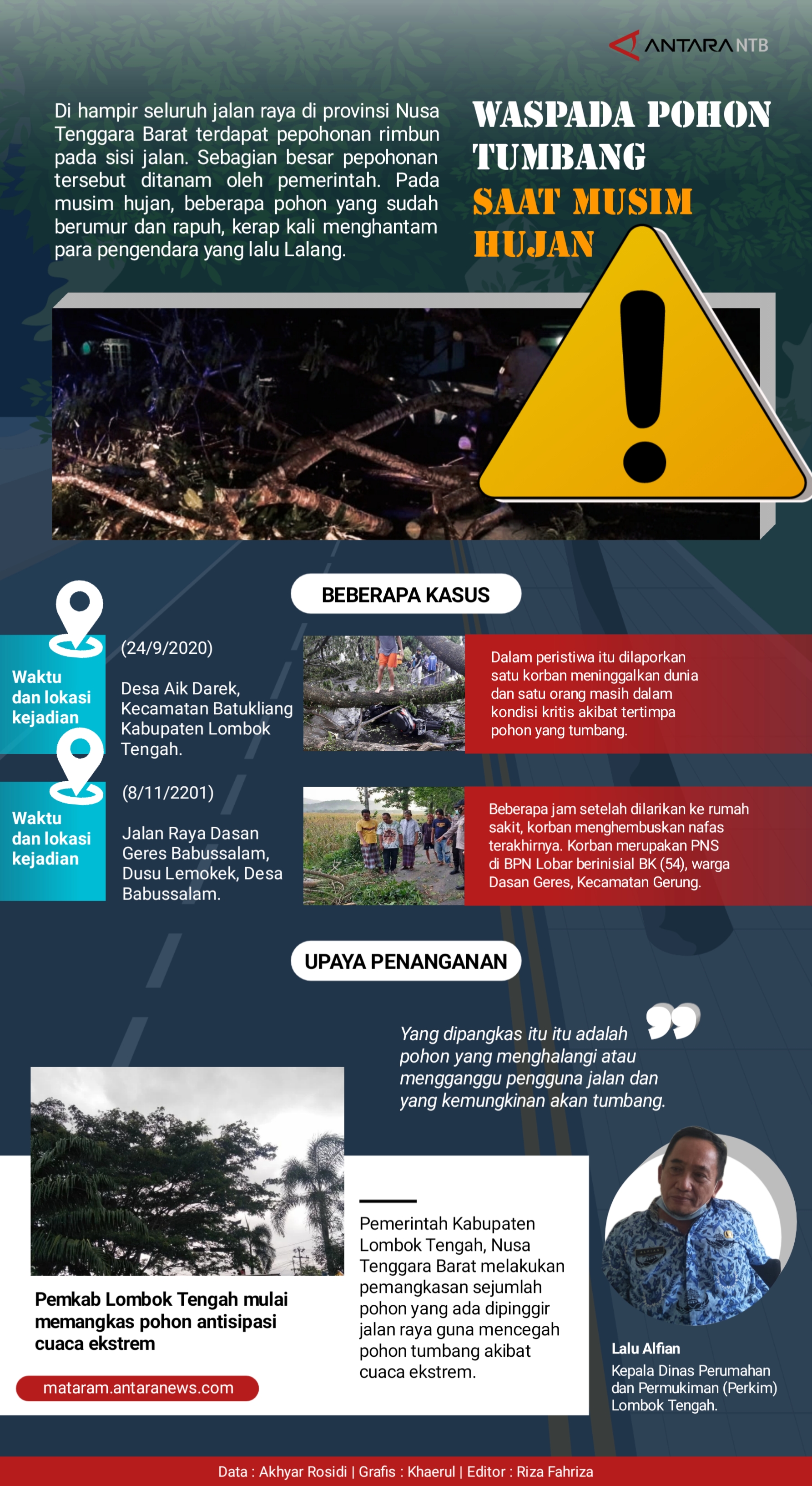 Waspada! Pohon tumbang di Lombok Tengah