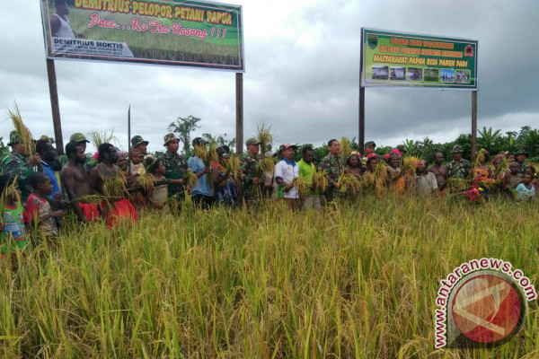 Demitrius Moktis Sang Pelapor Petani Padi Masyarakat Arfak