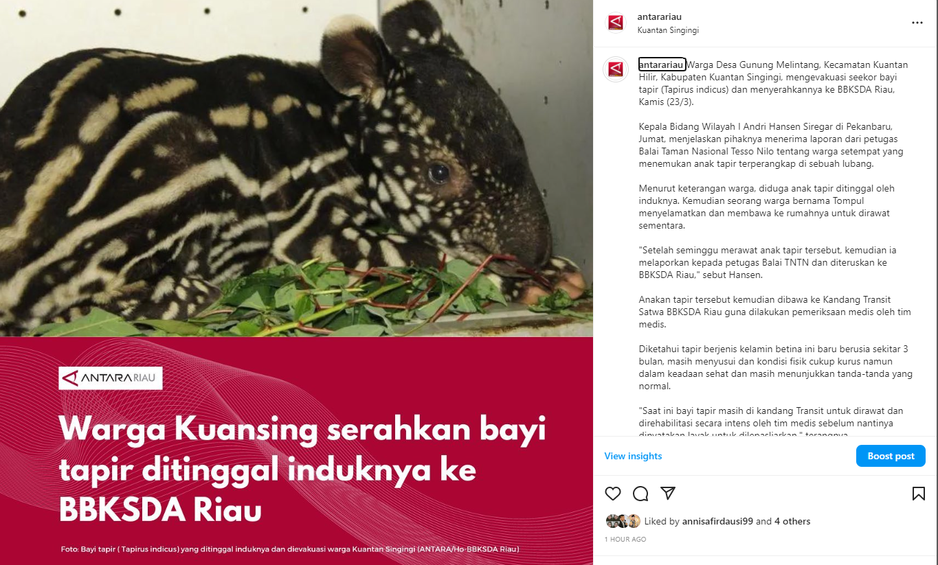 Bayi tapir yang tertinggal