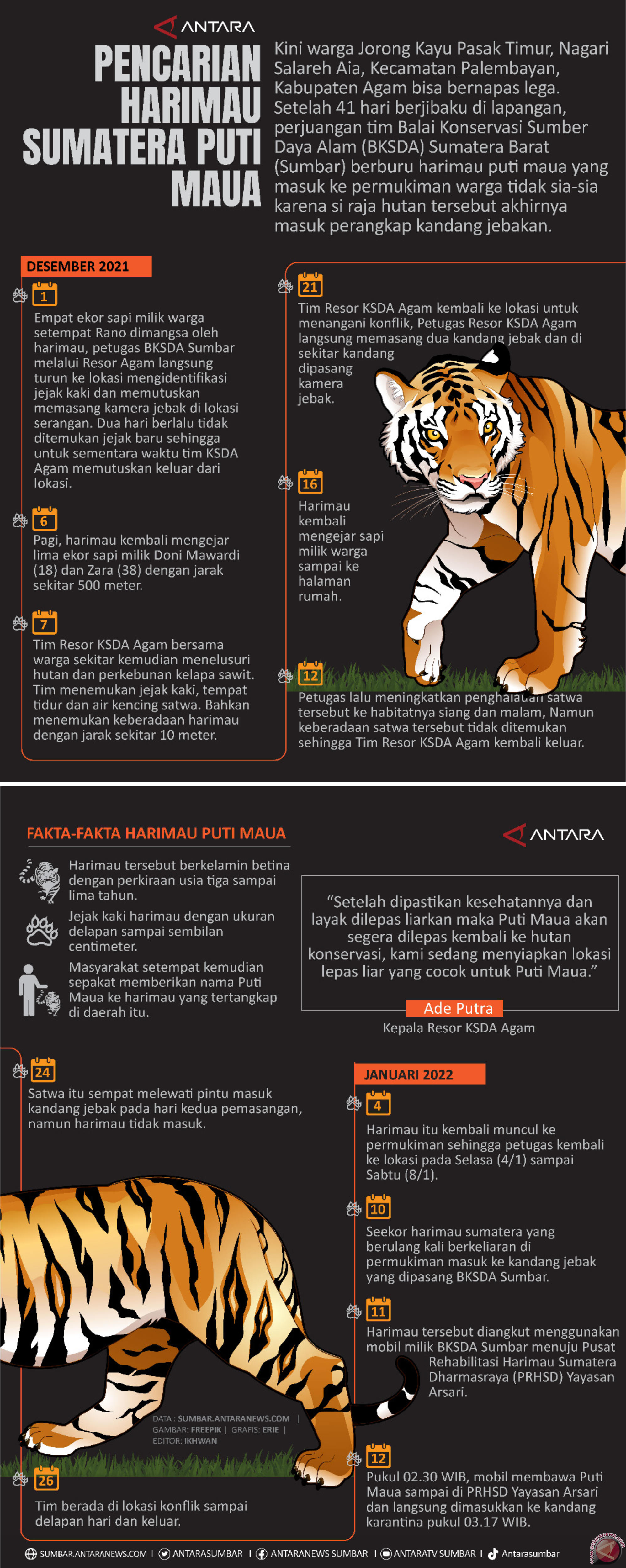 PENCARIAN HARIMAU SUMATERA PUTI MAUA