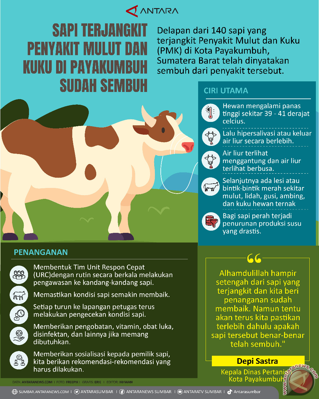 Sapi terjangkit penyakit mulut dan kuku di Payakumbuh sudah sembuh