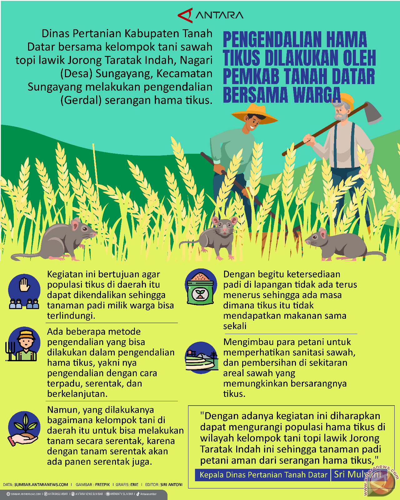 Pengendalian hama tikus dilakukan oleh Pemkab Tanah Datar bersama warga