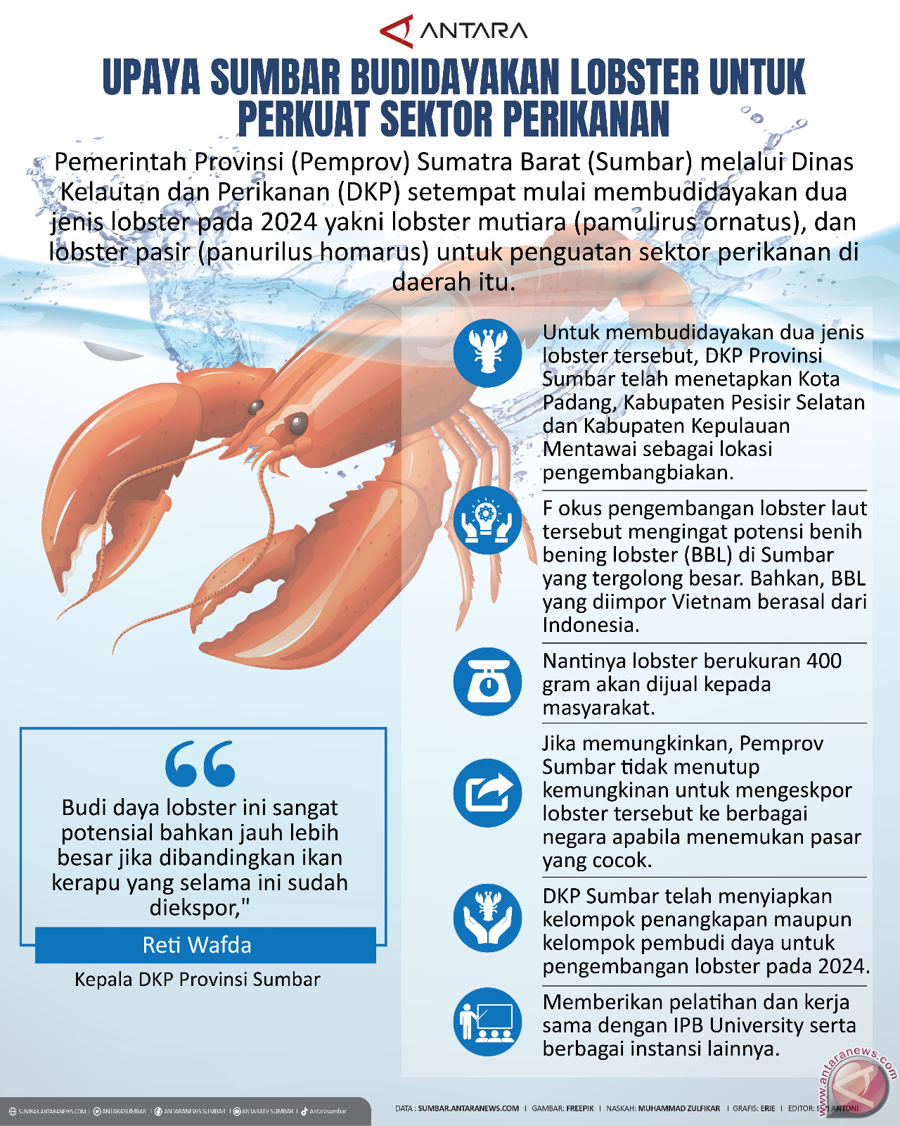 Upaya Sumbar budidayakan lobster untuk perkuat sektor perikanan