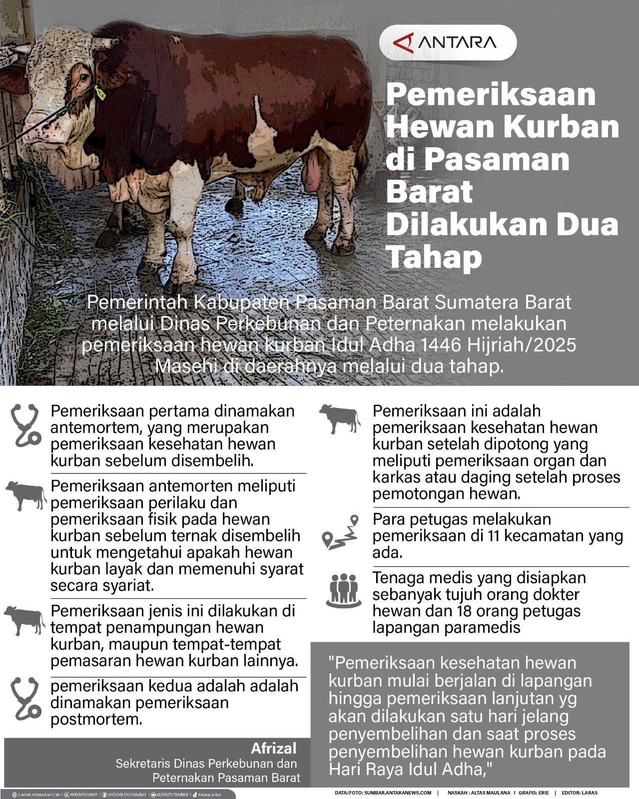 Pemeriksaan hewan kurban di Pasaman Barat dilakukan dua tahap