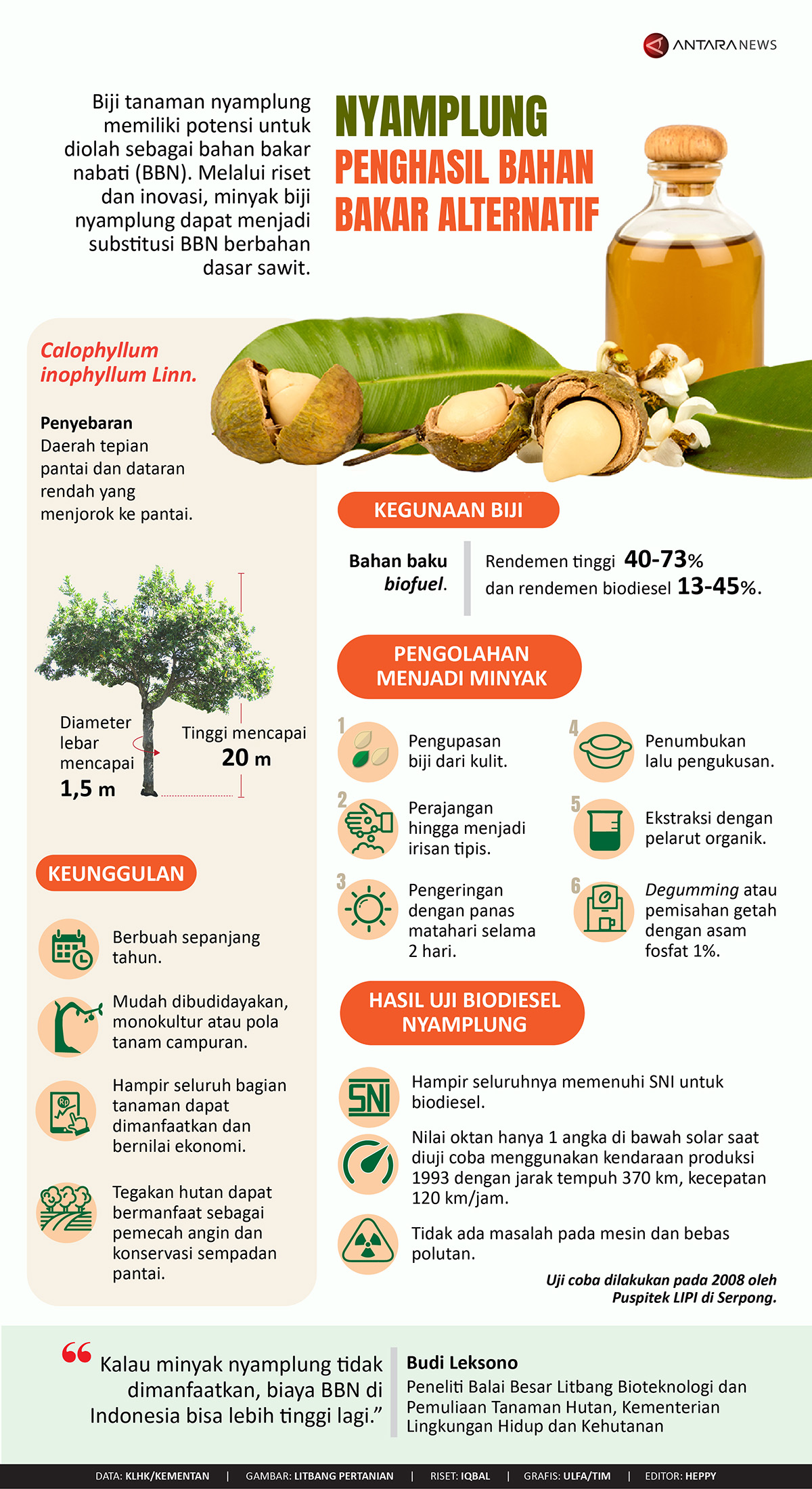 Nyamplung penghasil bahan bakar alternatif
