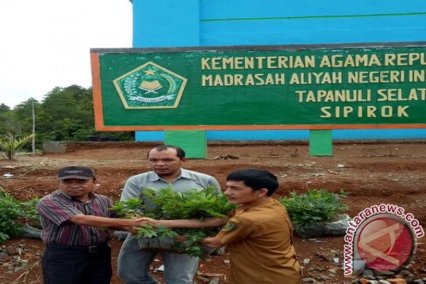 MAN IC Tapsel Tanam Ribuan Bibit Eucalyptus
