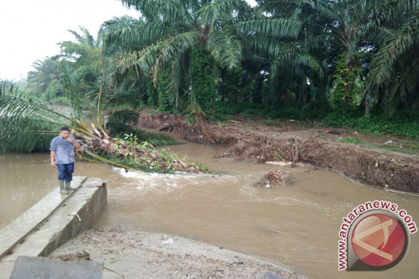 Irigasi Jebol Ancam Ratusan Hektare Sawah
