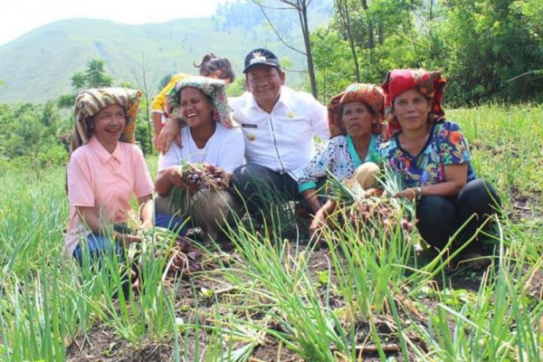 Pemkab Samosir-petani panen bawang merah