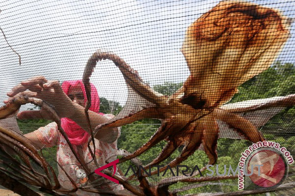 Tiongkok minati gurita Indonesia